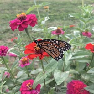 Meet your Posher, Kellen